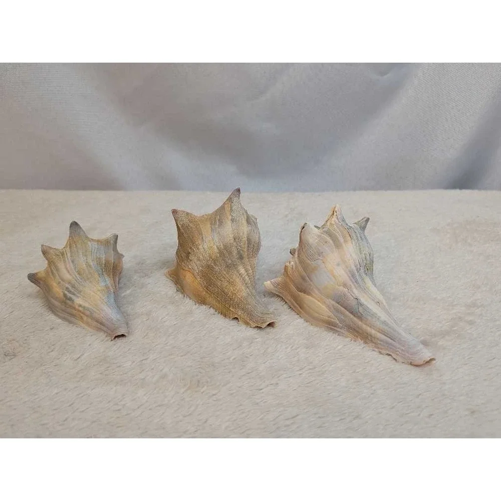 Lot of 3 Spiky Conch Sea Shells Natural Beach Nautical Decor Collection
